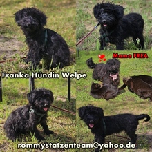 FRANKA, Hund, Pudel-Mix in Ungarn - Bild 6