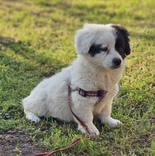 INARI, Hund, Mischlingshund in Ungarn - Bild 1