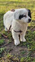 INARI, Hund, Mischlingshund in Ungarn - Bild 2