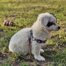 INARI, Hund, Mischlingshund in Ungarn - Bild 3
