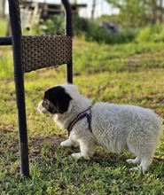 INARI, Hund, Mischlingshund in Ungarn - Bild 4