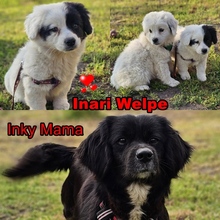INARI, Hund, Mischlingshund in Ungarn - Bild 5