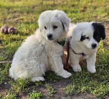 INARI, Hund, Mischlingshund in Ungarn - Bild 6