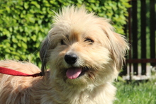 CHANEL, Hund, Mischlingshund in Hagen - Bild 1