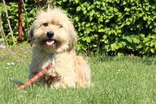 CHANEL, Hund, Mischlingshund in Hagen - Bild 2