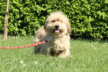CHANEL, Hund, Mischlingshund in Hagen - Bild 3
