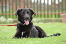 CLARA, Hund, Mischlingshund in Hagen - Bild 1