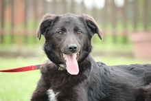 CLARA, Hund, Mischlingshund in Hagen - Bild 2