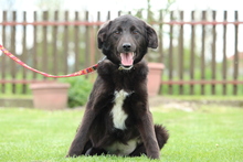 CLARA, Hund, Mischlingshund in Hagen - Bild 3