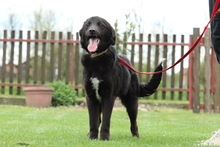 CLARA, Hund, Mischlingshund in Hagen - Bild 4