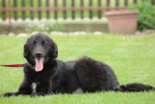 CLARA, Hund, Mischlingshund in Hagen - Bild 5