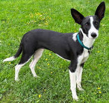 MOCHI, Hund, Mischlingshund in Althütte - Bild 1
