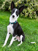 MOCHI, Hund, Mischlingshund in Althütte - Bild 4