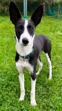 MOCHI, Hund, Mischlingshund in Althütte - Bild 5