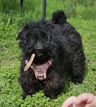 FREA, Hund, Pudel-Mix in Ungarn - Bild 1