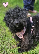 FREA, Hund, Pudel-Mix in Ungarn - Bild 2