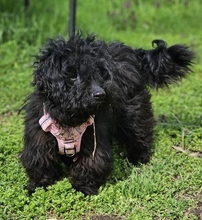 FREA, Hund, Pudel-Mix in Ungarn - Bild 3