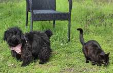 FREA, Hund, Pudel-Mix in Ungarn - Bild 4