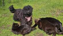 FREA, Hund, Pudel-Mix in Ungarn - Bild 5