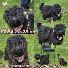 FREA, Hund, Pudel-Mix in Ungarn - Bild 6