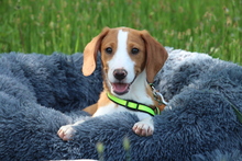 AILY, Hund, Mischlingshund in Hagen - Bild 1