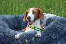 AILY, Hund, Mischlingshund in Hagen - Bild 2