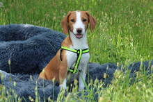 AILY, Hund, Mischlingshund in Hagen - Bild 3