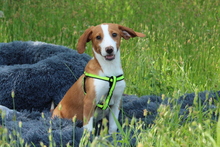 AILY, Hund, Mischlingshund in Hagen - Bild 4