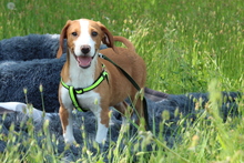 AILY, Hund, Mischlingshund in Hagen - Bild 5