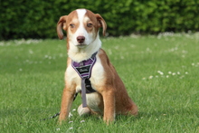 KARIJA, Hund, Mischlingshund in Hagen - Bild 1