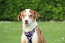 KARIJA, Hund, Mischlingshund in Hagen - Bild 2