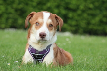 KARIJA, Hund, Mischlingshund in Hagen - Bild 3