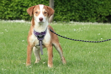KARIJA, Hund, Mischlingshund in Hagen - Bild 4