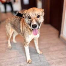 ANICA, Hund, Mischlingshund in Lemgo - Bild 1