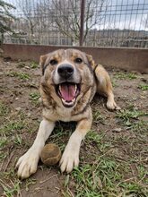 ANICA, Hund, Mischlingshund in Lemgo - Bild 2