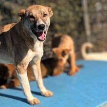 ANICA, Hund, Mischlingshund in Lemgo - Bild 4