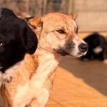 ANICA, Hund, Mischlingshund in Lemgo - Bild 5