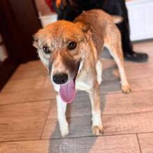 ANICA, Hund, Mischlingshund in Lemgo - Bild 6