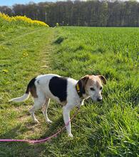LILETH, Hund, Bodeguero Andaluz in Schönborn - Bild 1