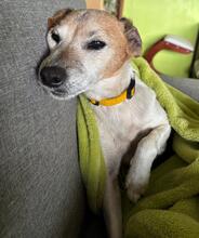 LILETH, Hund, Bodeguero Andaluz in Schönborn - Bild 2