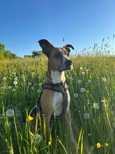 REINA, Hund, Mischlingshund in Neu-Anspach