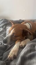 REINA, Hund, Mischlingshund in Neu-Anspach - Bild 10