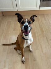 REINA, Hund, Mischlingshund in Neu-Anspach - Bild 3