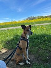 REINA, Hund, Mischlingshund in Neu-Anspach - Bild 5