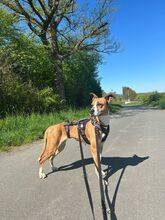 REINA, Hund, Mischlingshund in Neu-Anspach - Bild 6