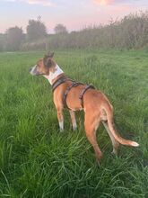 REINA, Hund, Mischlingshund in Neu-Anspach - Bild 7