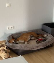 REINA, Hund, Mischlingshund in Neu-Anspach - Bild 8