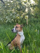 REINA, Hund, Mischlingshund in Neu-Anspach - Bild 9