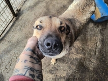 ARCHY, Hund, Mischlingshund in Rumänien - Bild 1