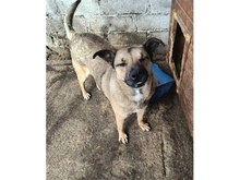ARCHY, Hund, Mischlingshund in Rumänien - Bild 2